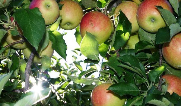 picking apples