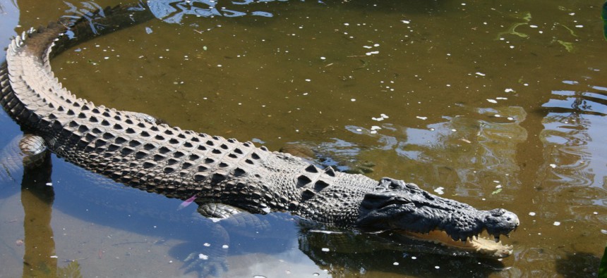 cairns-crocodile farm