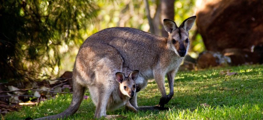 wallabies-tutuki