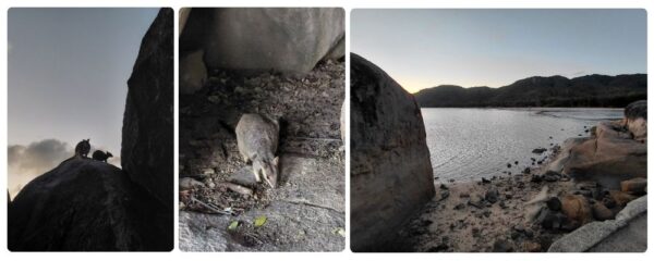 Silhouette rock-wallabies stojících na velkých balvanech při západu slunce na Magnetic Island. 